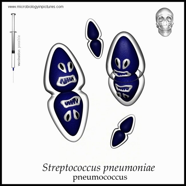 pneumococcus