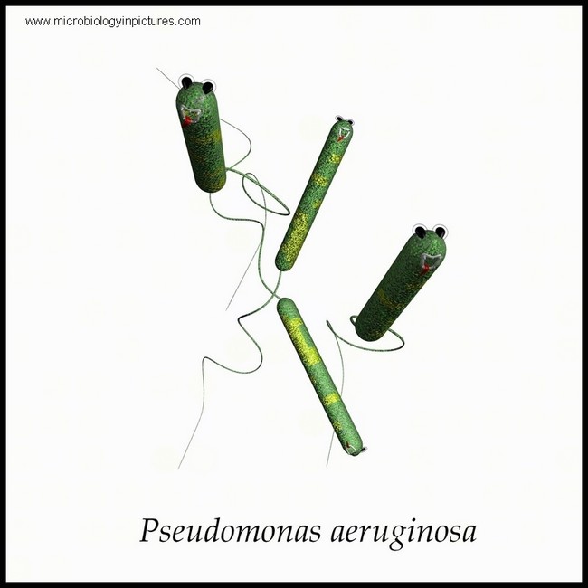 pseudomonas aeruginosa