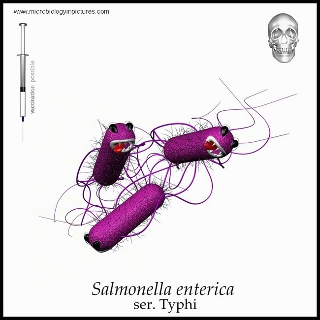 salmonella
