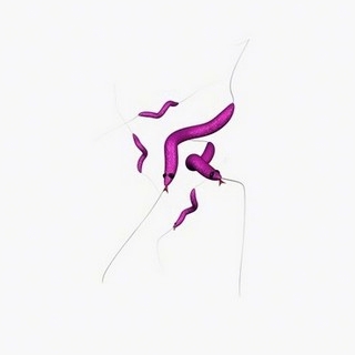 campylobacter jejuni
