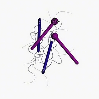 clostridium tetani