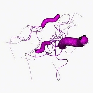helicobacter pylori