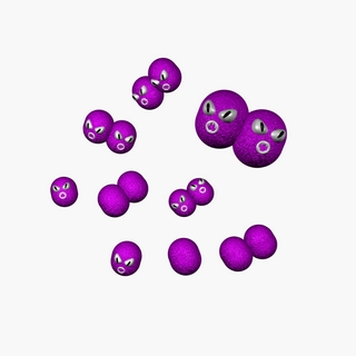 moraxella