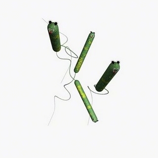 pseudomonas aeruginosa