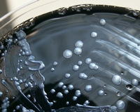 colonies of Legionella pneumophila colonies