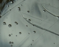 helicobacter