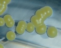 micrococcus luteus colonies