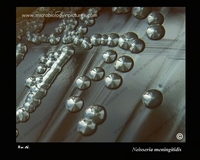 mucoid colonies on agar