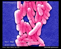 salmonella SEM