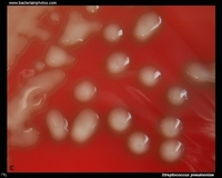 mucoid colonies