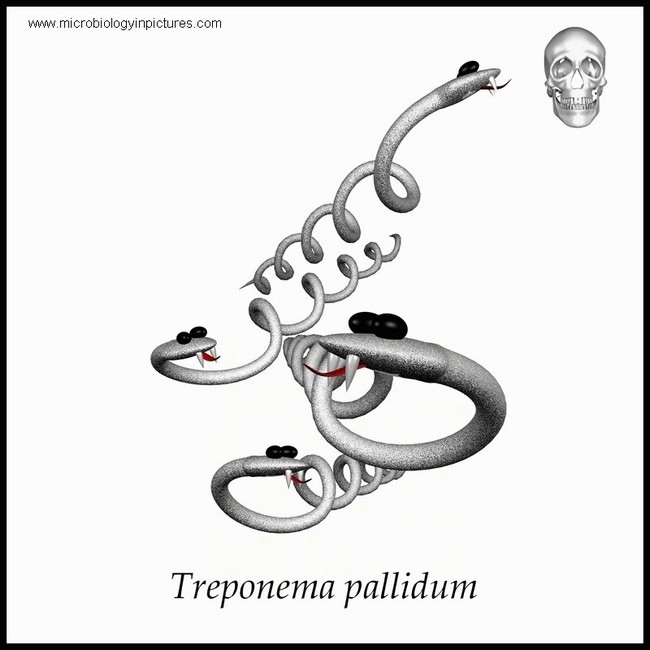 treponema pallidum