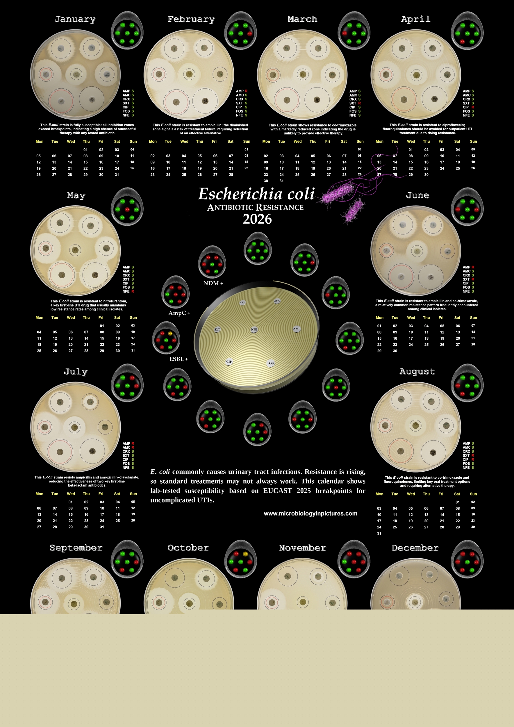 calendar antibiotic resistance of E.coli 2026