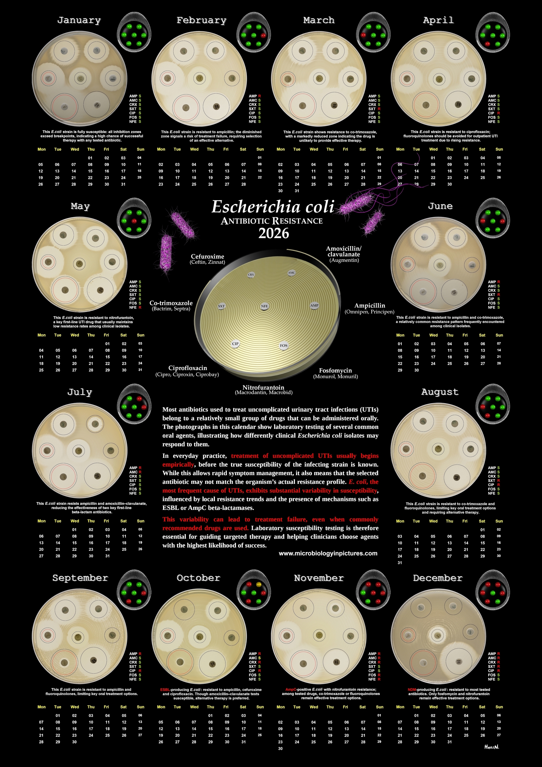calendar antibiotic resistance of E.coli 2026