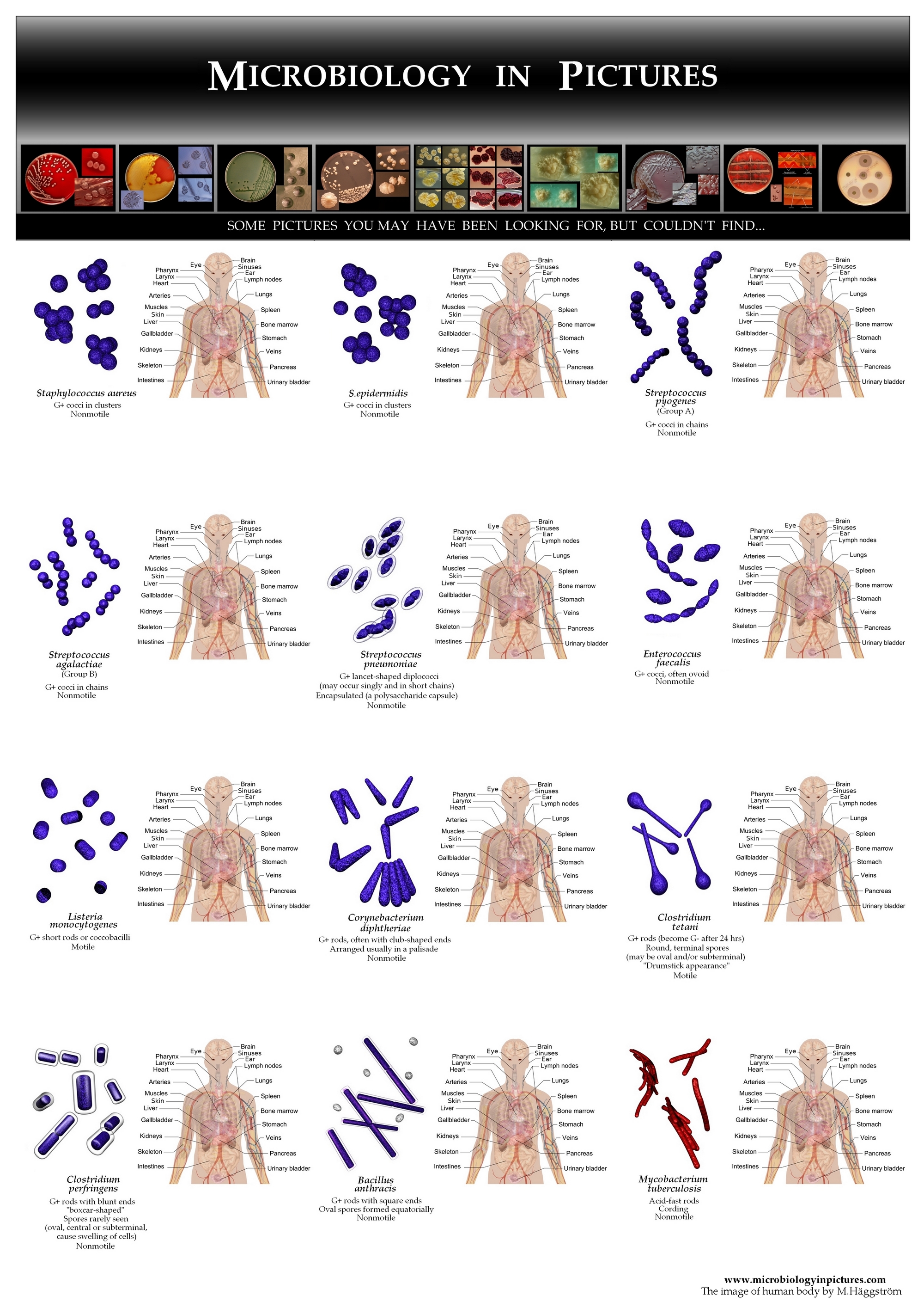 bacteria-1