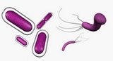 various species of bacteria