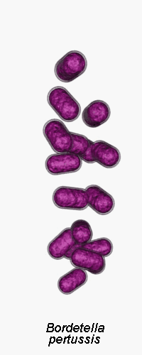 bordetella image