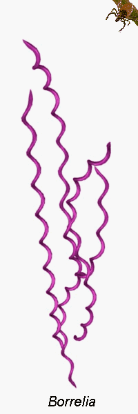 borrelia burgdorferi