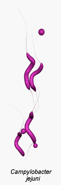 campylobacter bacteria picture