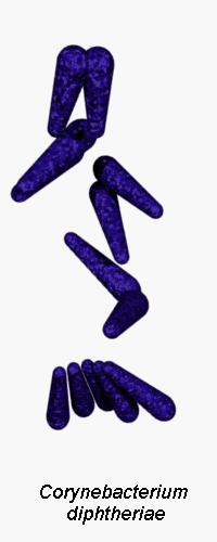 corynebacterium