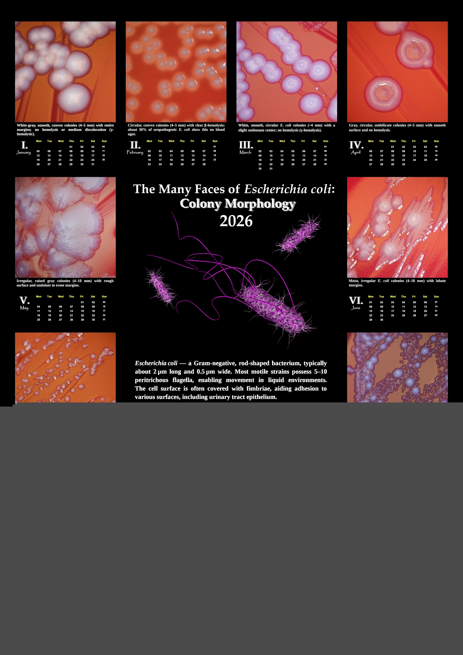 calendar colony morphology of E.coli 2026