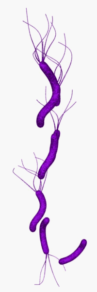 helicobacter