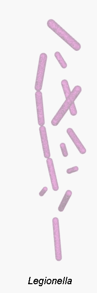 legionella pneumophila