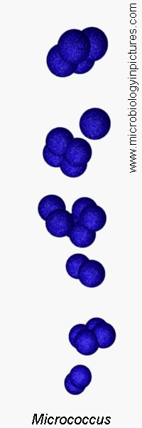 micrococcus luteus