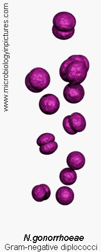 n.gonorrhoeae, gonococcus