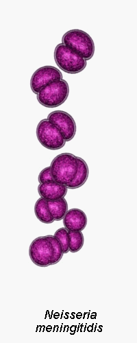 n.meningitidis
