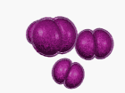 g- cocci