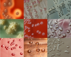 human pathogens pathogenic bacteria