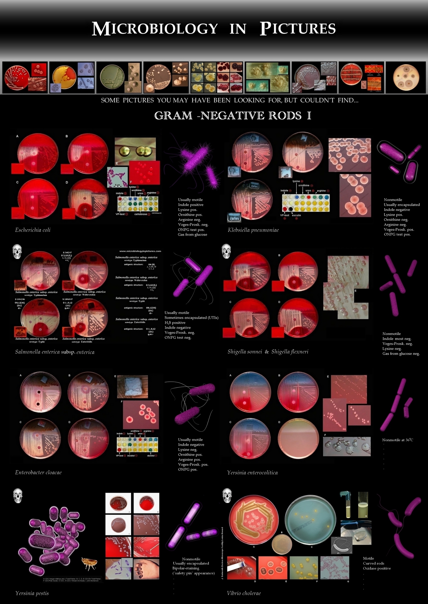 poster with bacteria