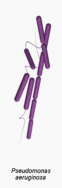 pseudomonas