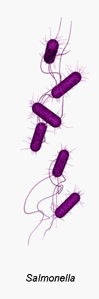 salmonella image