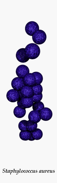 Gram-positive cocci in clusters s.aureus