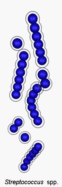 streptococcus pyogenes