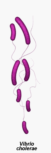 vibrio cholerae moving pictures