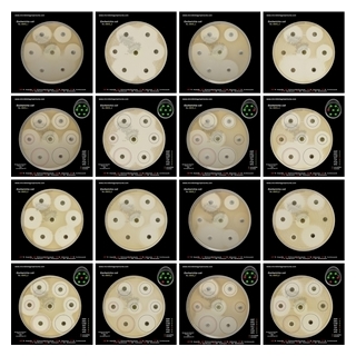 how susceptibility to antibiotics is tested