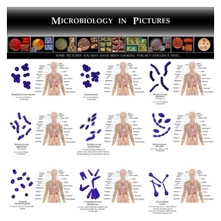 bacteria poster