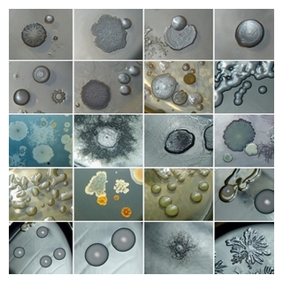 colony morphology