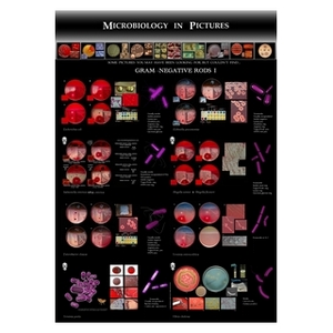 poster with gram-negative bacteria