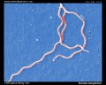 Borrelia