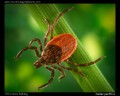 Ixodes pacificus
