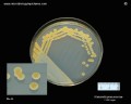 klebsiella pneumoniae growth characteristics on CLED agar