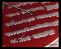 klebsiella pneumoniae mucoid colonies and consistence