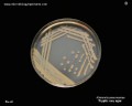klebsiella pneumoniae in Petri dish with tryptic soy agar