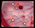 lactose positive and negative colonies on Endo agar