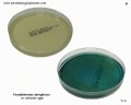 cetrimide agar plate