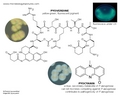 pyocyanin, pyoverdine