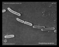 pseudomonas aeruginosa